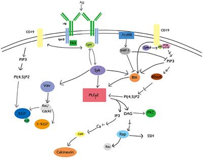 The Coordination Between B Cell Receptor Signaling and the Actin Cytoskeleton During B Cell Activation